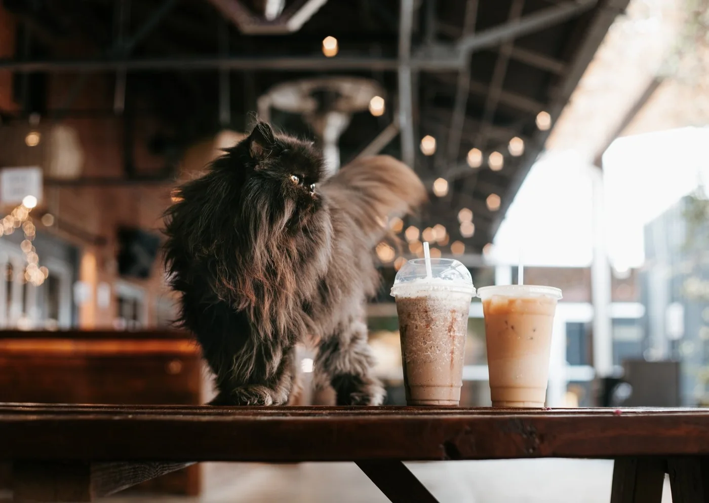 Wired Whisker, Cat cafe